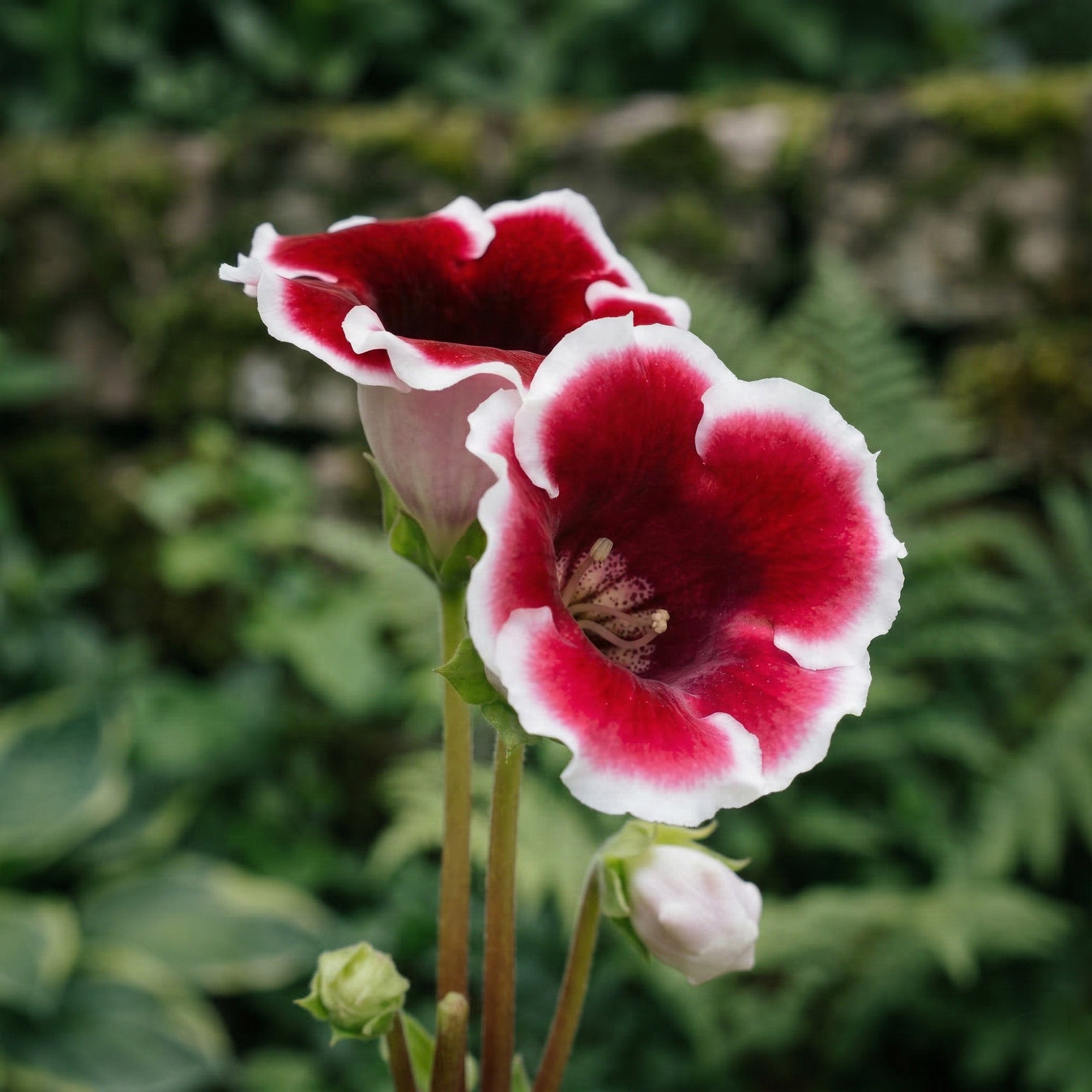 Gloxinia Kaiser Friedrich (2 Bulbs)
