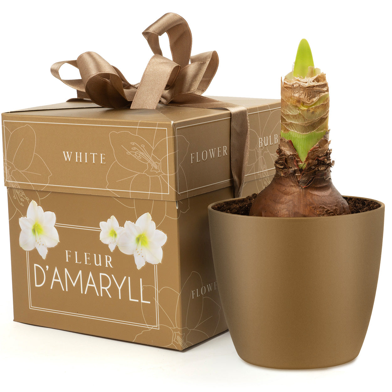 Deluxe Amaryllis White (1 bulb, pot & compost) - Gift Box