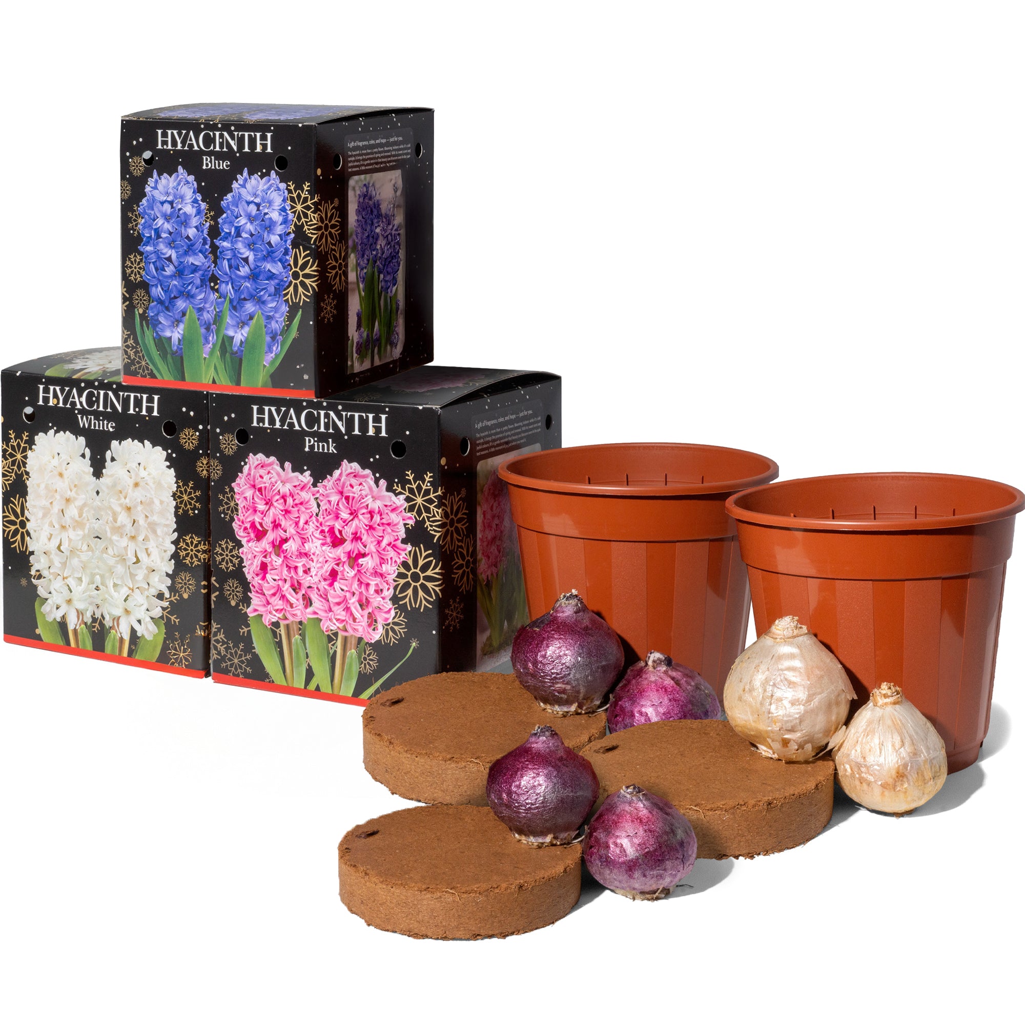 3x Hyacinth Gift Box Kit (6 Bulbs) 2 Blue, 2 White, & 2 Pink, Includes Pots & Compost for Indoor Planting