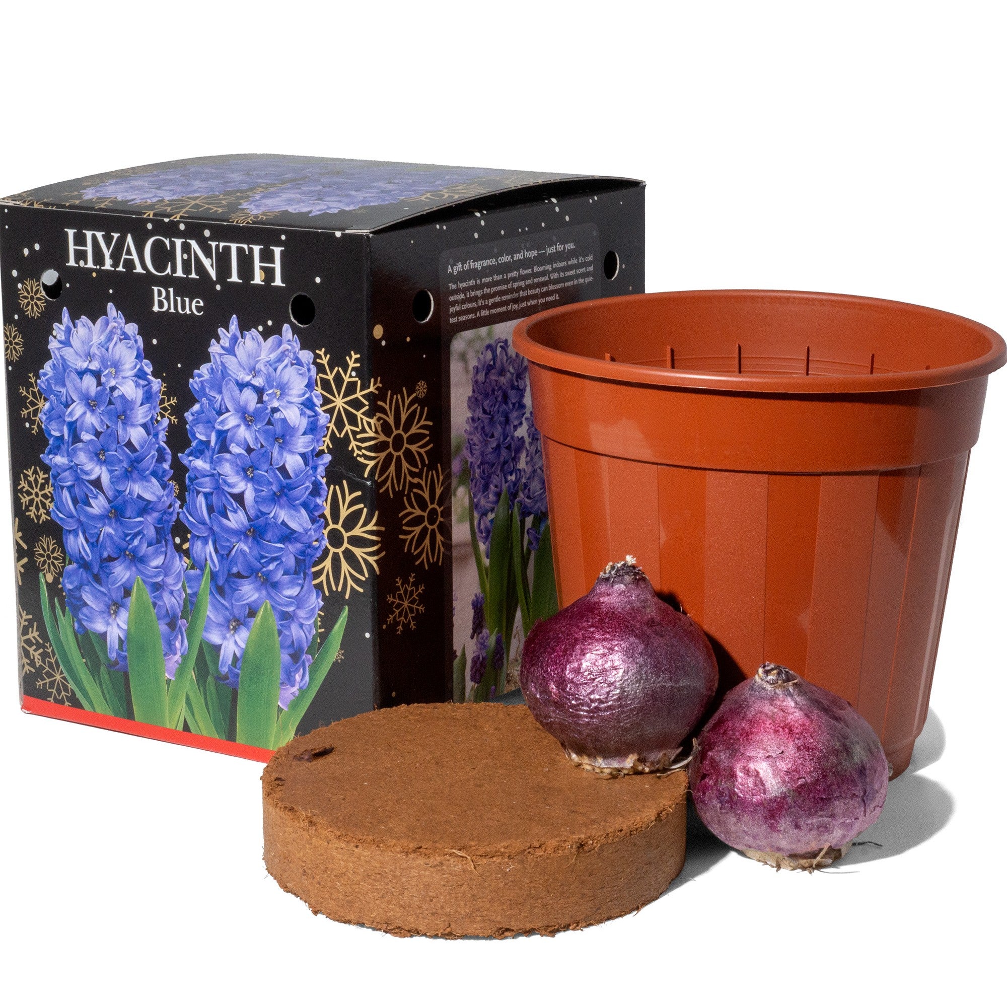 3x Hyacinth Gift Box Kit (6 Bulbs) 2 Blue, 2 White, & 2 Pink, Includes Pots & Compost for Indoor Planting