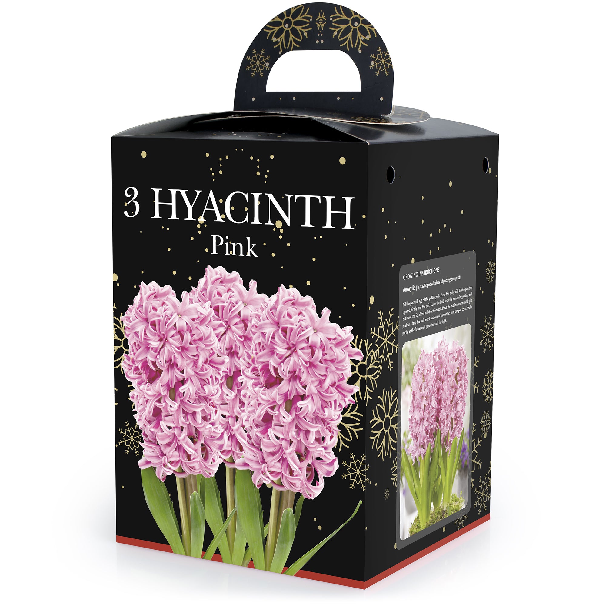 Hyacinth Pink (2 bulbs) - Gift Box by Jamieson Brothers