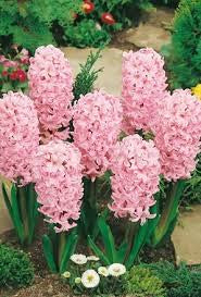 Hyacinth Pink (2 bulbs) - Gift Box by Jamieson Brothers