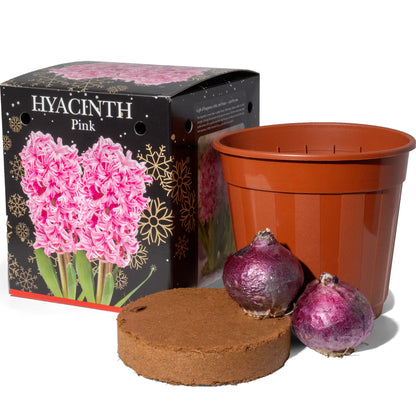 3x Hyacinth Gift Box Kit (6 Bulbs) 2 Blue, 2 White, & 2 Pink, Includes Pots & Compost for Indoor Planting
