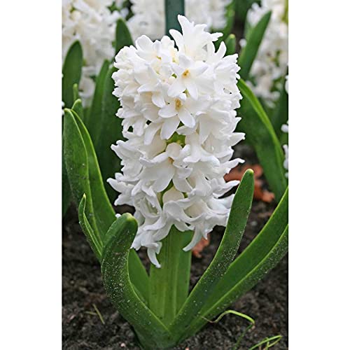 Hyacinth White (2 bulbs) - Gift Box by Jamieson Brothers