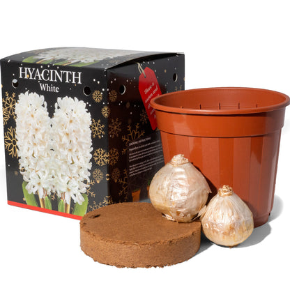 3x Hyacinth Gift Box Kit (6 Bulbs) 2 Blue, 2 White, & 2 Pink, Includes Pots & Compost for Indoor Planting