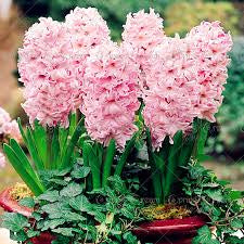 Hyacinth Pink (2 bulbs) - Gift Box by Jamieson Brothers