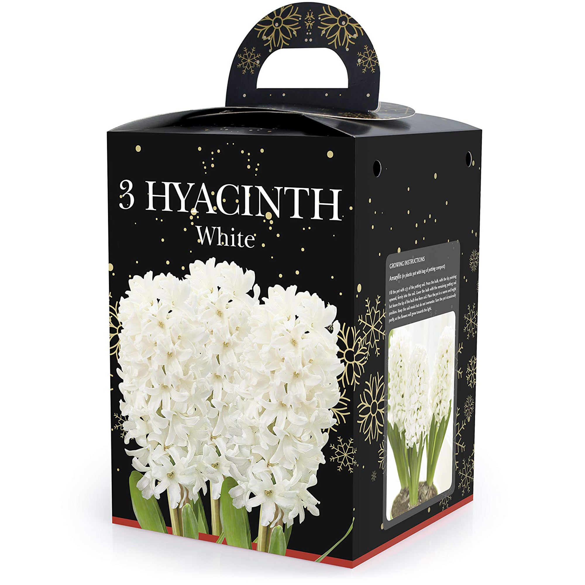 Hyacinth White (2 bulbs) - Gift Box by Jamieson Brothers
