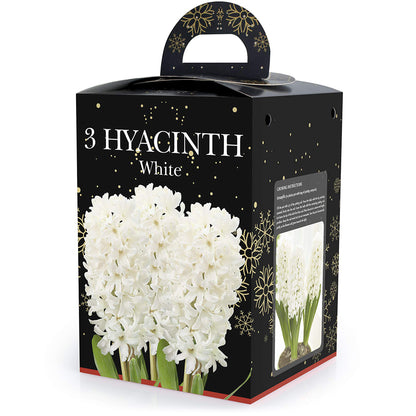 Hyacinth White (2 bulbs) - Gift Box by Jamieson Brothers