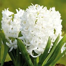Hyacinth White (2 bulbs) - Gift Box by Jamieson Brothers