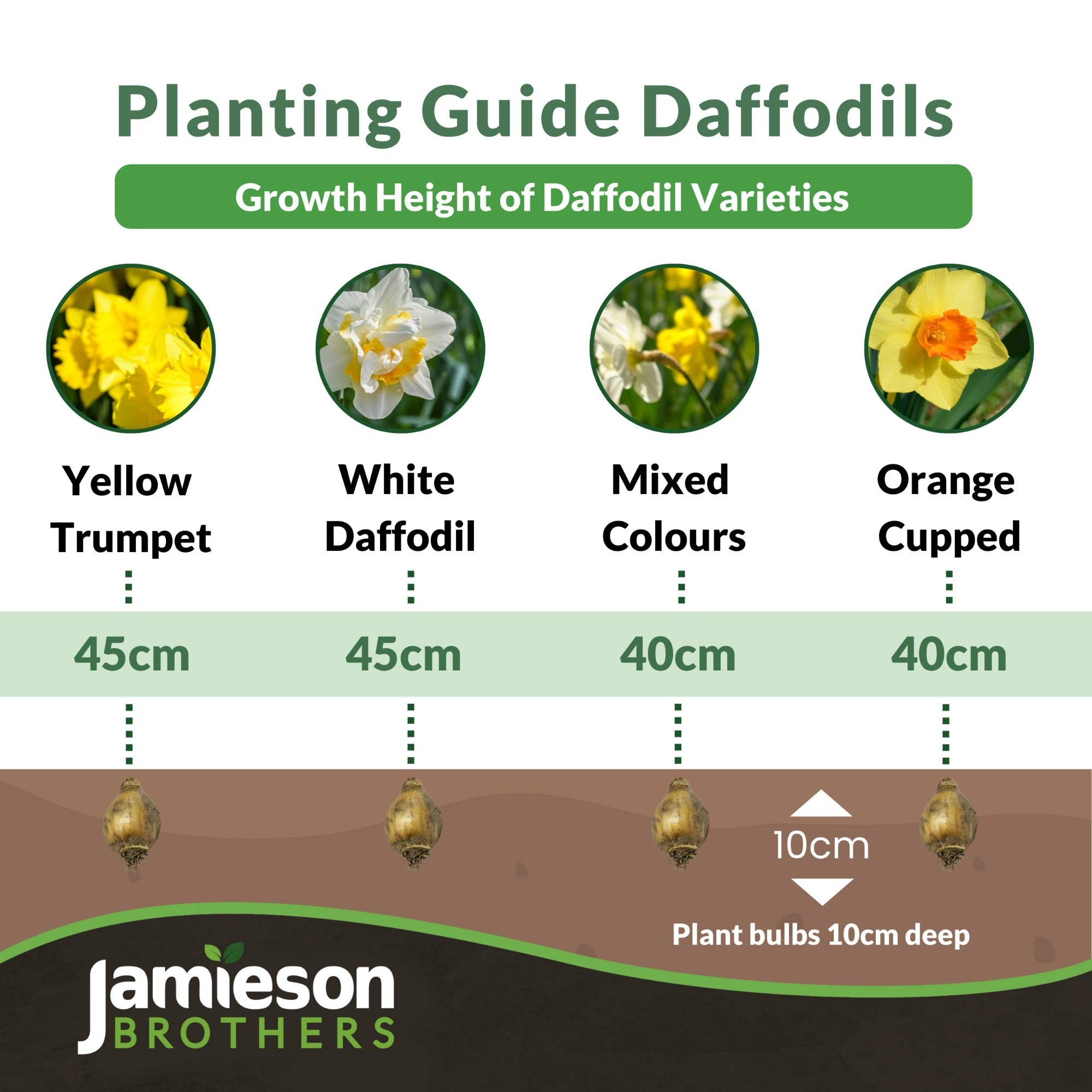 Golden Ducat Daffodil Bulbs (15 Bulbs) by Jamieson Brothers