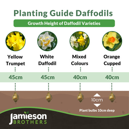 Tall Mixed Daffodil Bulbs (20 bulbs) by Jamieson Brothers
