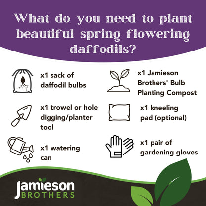 Yellow Trumpet Daffodil Bulbs (20 bulbs) by Jamieson Brothers