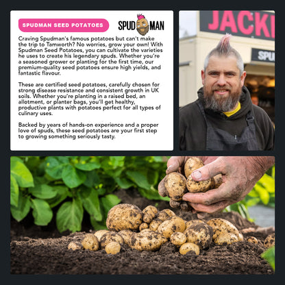 SpudMan Jazzy (6 Tubers) Christmas Harvest Seed Potatoes