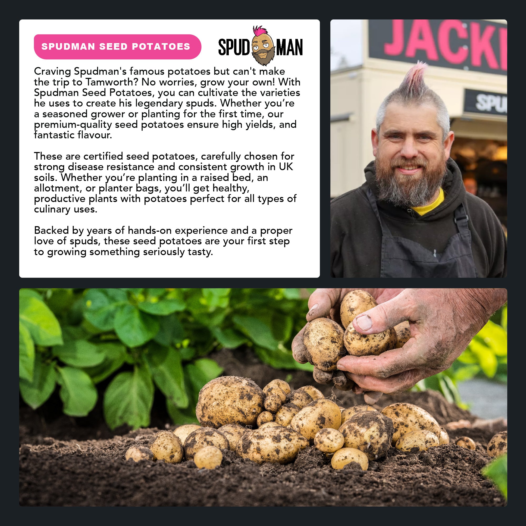 SpudMan Melody (6 Tubers) Christmas Harvest Seed Potatoes