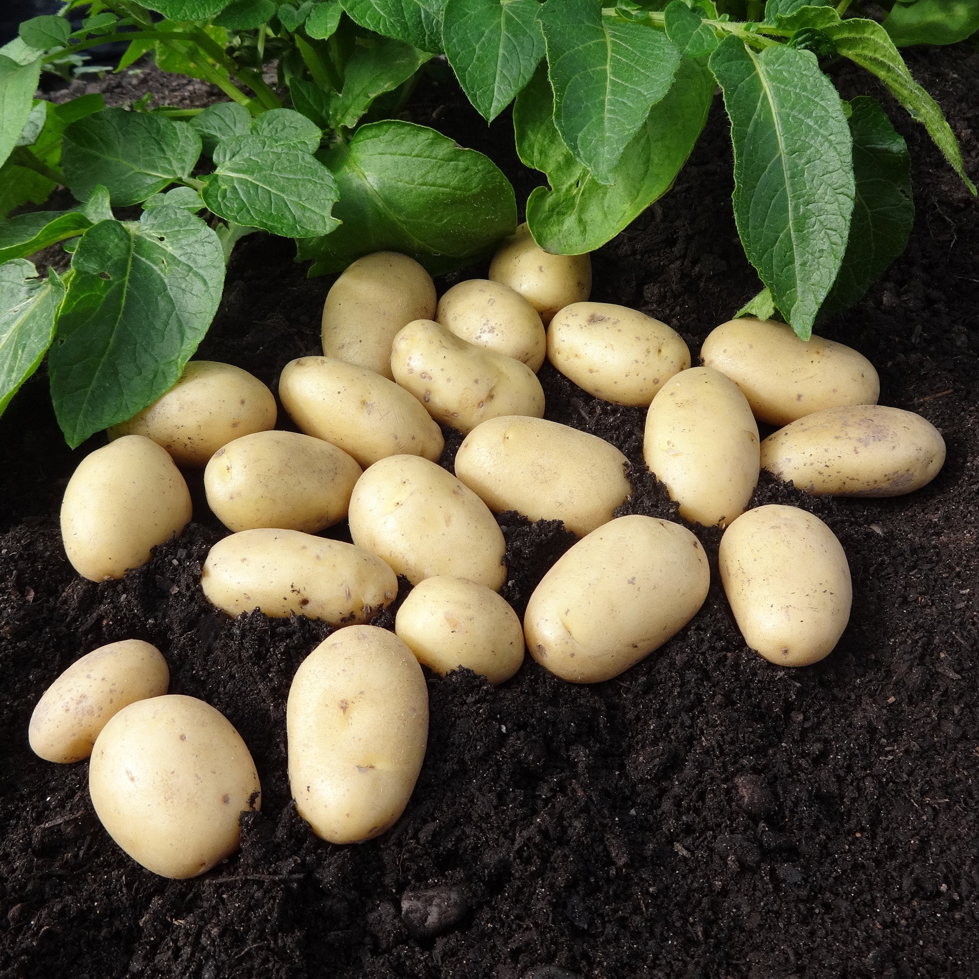Jazzy (2kg - Approx. 20-25 Tubers) Christmas Harvest Seed Potatoes