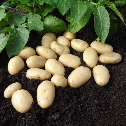 Jazzy (2kg - Approx. 20-25 Tubers) Christmas Harvest Seed Potatoes