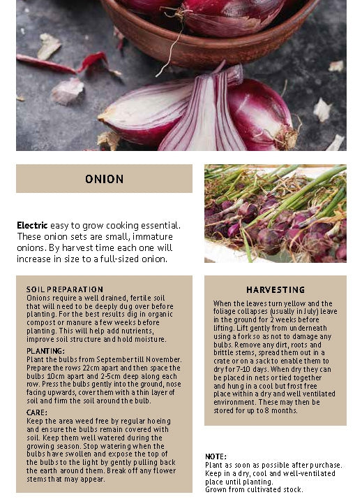 Red Winter Onion Sets