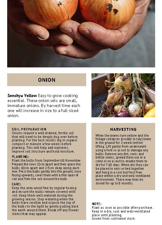 Senshyu Winter Onion Sets