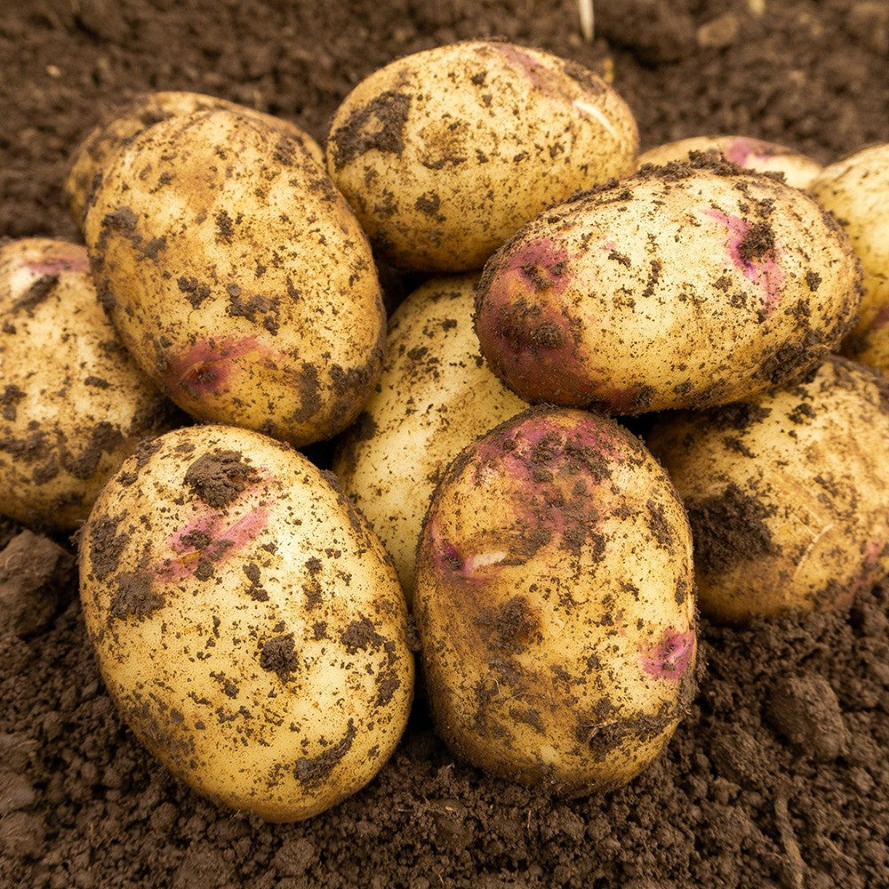 Kestrel (2kg - Approx. 20-25 Tubers) Christmas Harvest Seed Potatoes