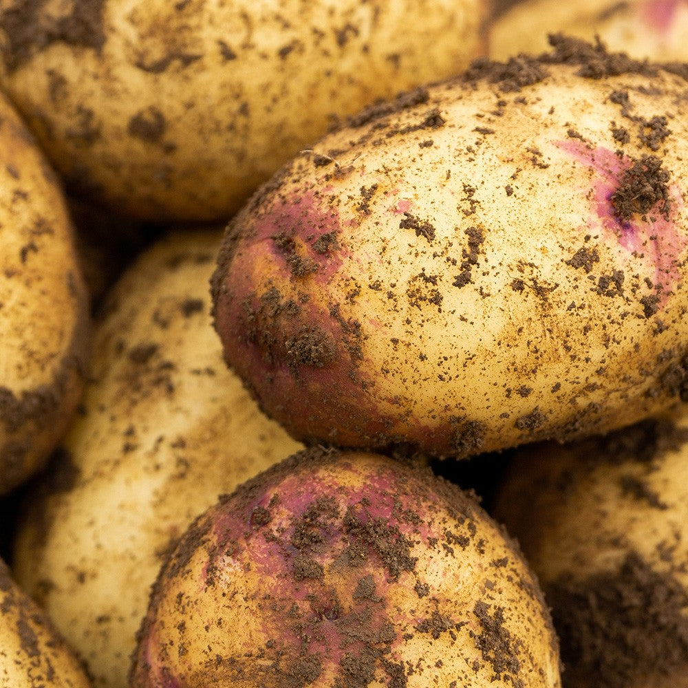 Kestrel (2kg - Approx. 20-25 Tubers) Christmas Harvest Seed Potatoes