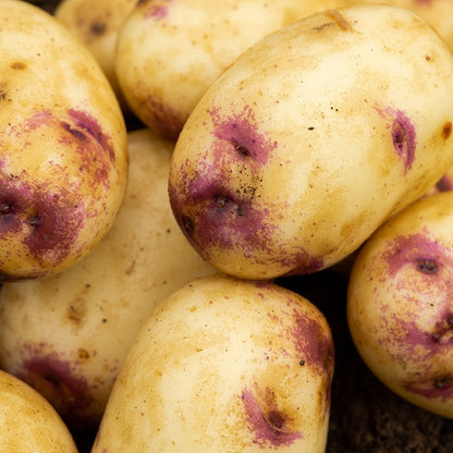 Kestrel (2kg - Approx. 20-25 Tubers) Christmas Harvest Seed Potatoes