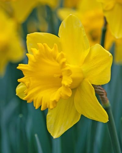 King Alfred Yellow Trumpet Daffodil Bulbs - 3kg net 10/12cm By Jamieson Brothers