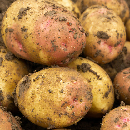 King Edward Seed Potatoes