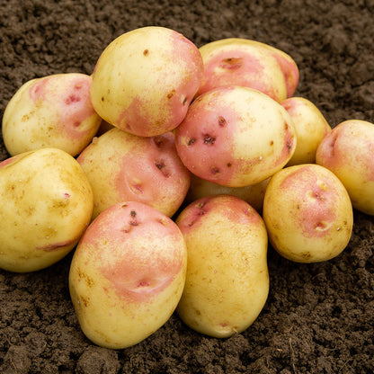 King Edward Seed Potatoes