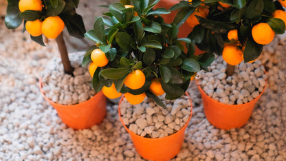 Lava-lite Lava-Lite+ 1Lt