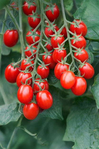Tomato Maja (Balcony) Vegetable Seeds