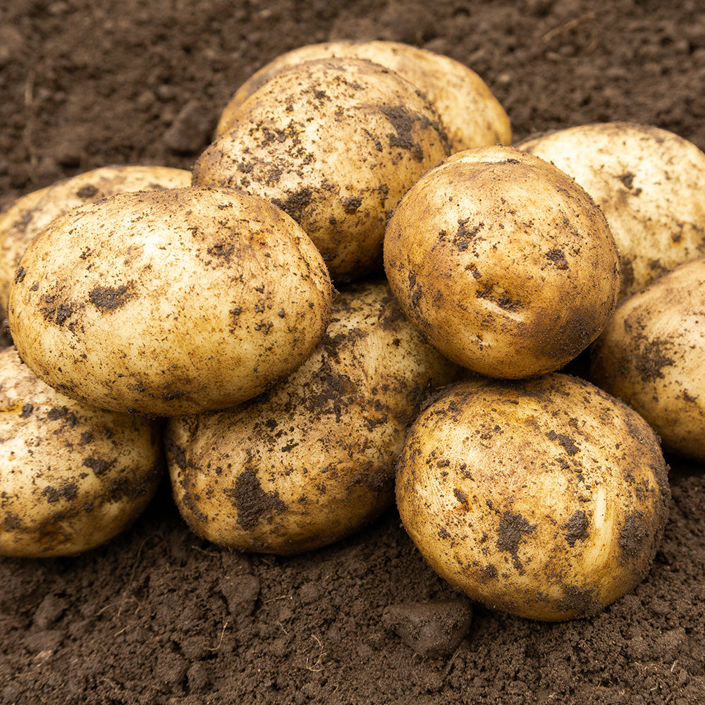 Maris Bard Seed Potatoes