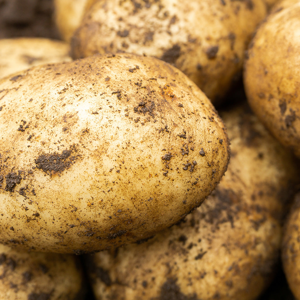 Maris Bard Seed Potatoes