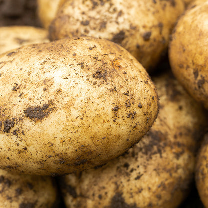 Maris Bard Seed Potatoes