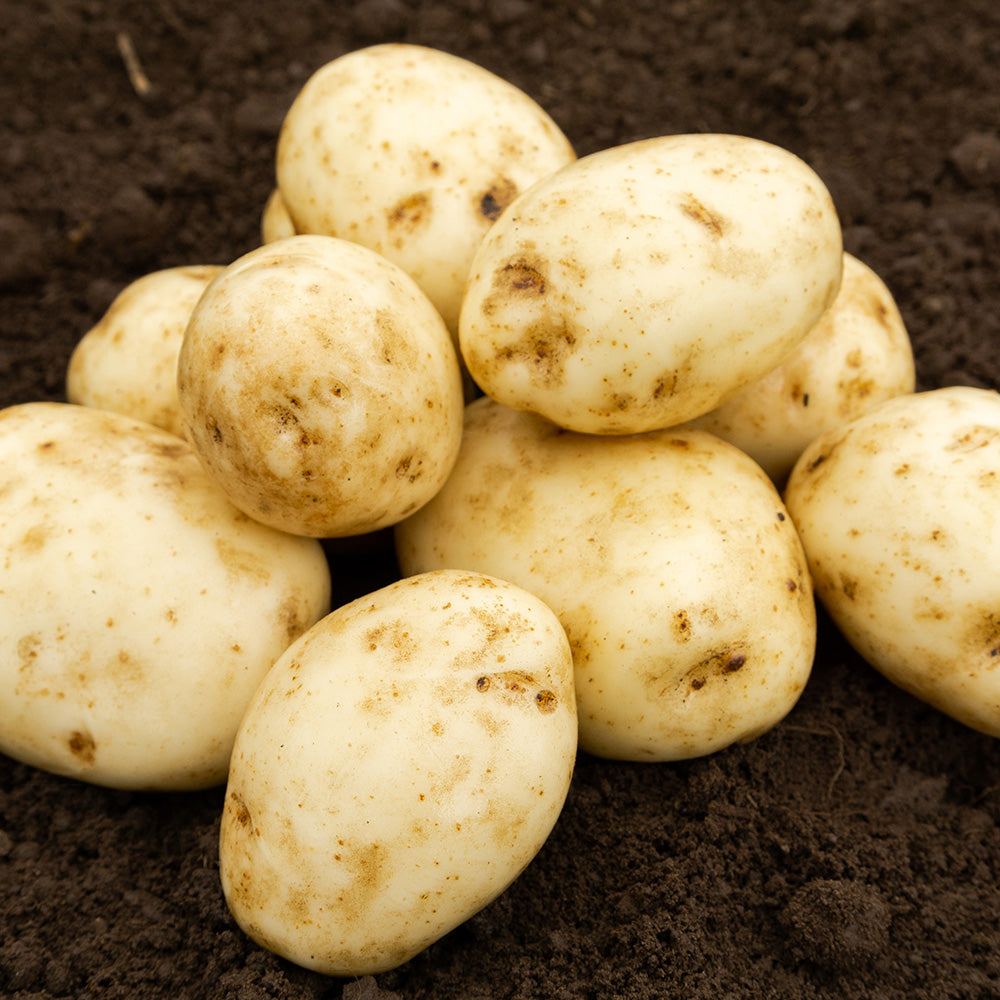 Maris Bard Seed Potatoes
