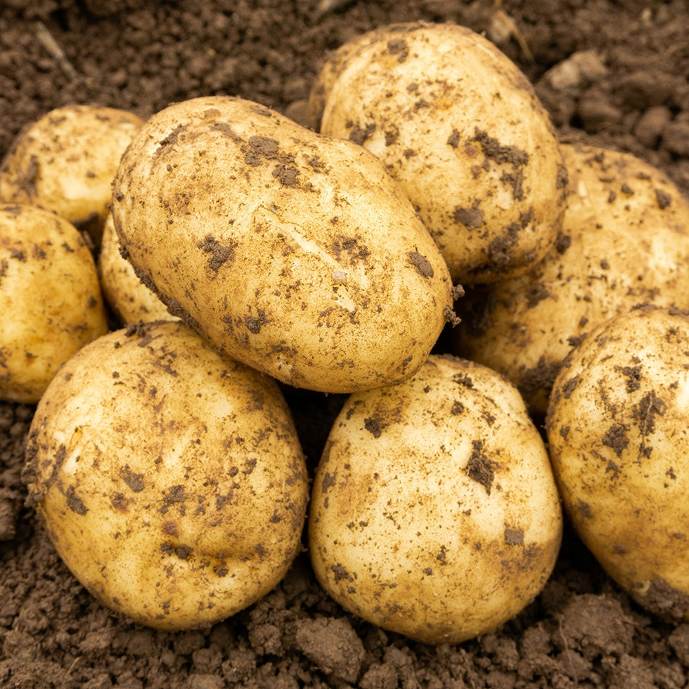 Maris Peer (2kg - Approx. 20-25 Tubers) Christmas Harvest Seed Potatoes