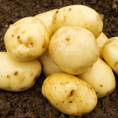 Maris Peer (2kg - Approx. 20-25 Tubers) Christmas Harvest Seed Potatoes
