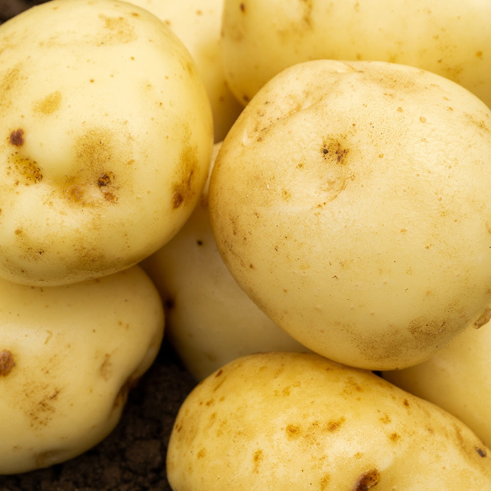 Maris Peer (2kg - Approx. 20-25 Tubers) Christmas Harvest Seed Potatoes