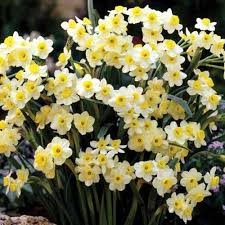 Minnow Daffodil Bulbs (20 bulbs) - Dwarf Daffodils by Jamieson Brothers