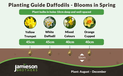 King Alfred Yellow Trumpet Daffodil Bulbs - 3kg net 10/12cm By Jamieson Brothers