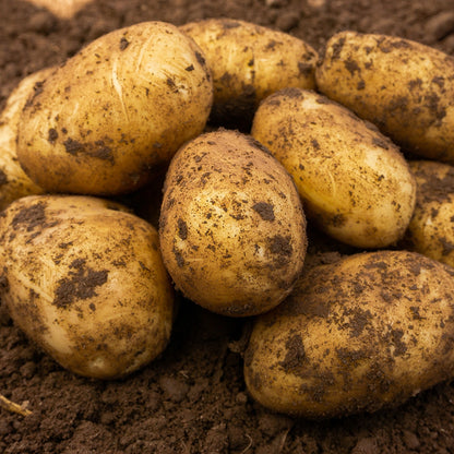 Nicola Seed Potatoes