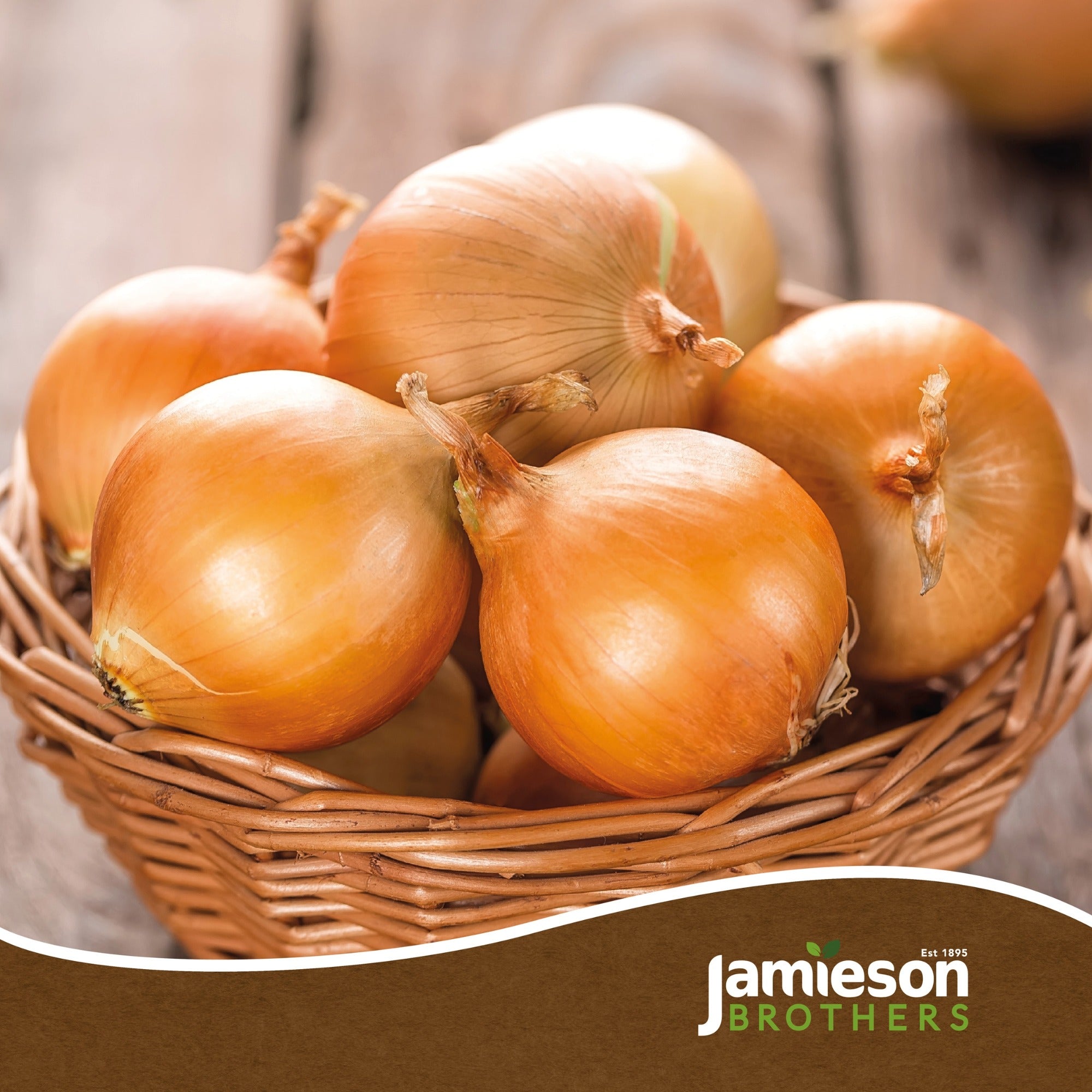 Radar Winter Onion Sets