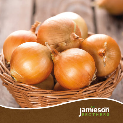 Radar Winter Onion Sets