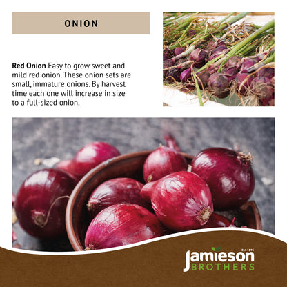 Red Winter Onion Sets