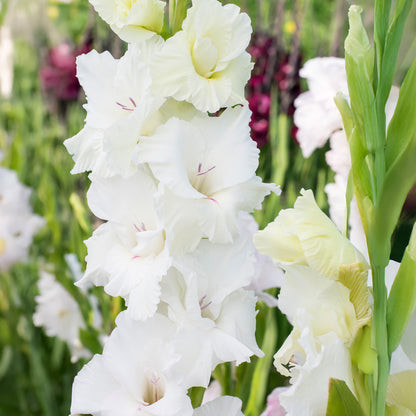 Patio City Garden White Mix (Dahlia Pinnata, Gladiolus Hortulanus, Freesia Hybrid, Ranunculus Asiaticus) 40x Spring Planting Flower Bulbs