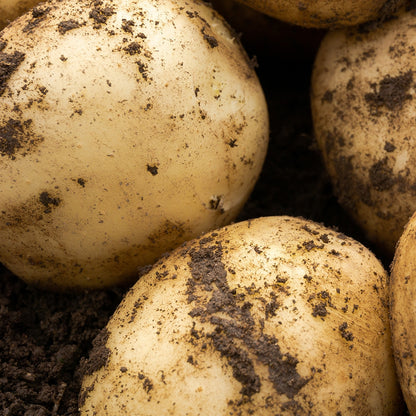 Pentland Javelin (2kg - Approx. 20-25 Tubers) Christmas Harvest Seed Potatoes