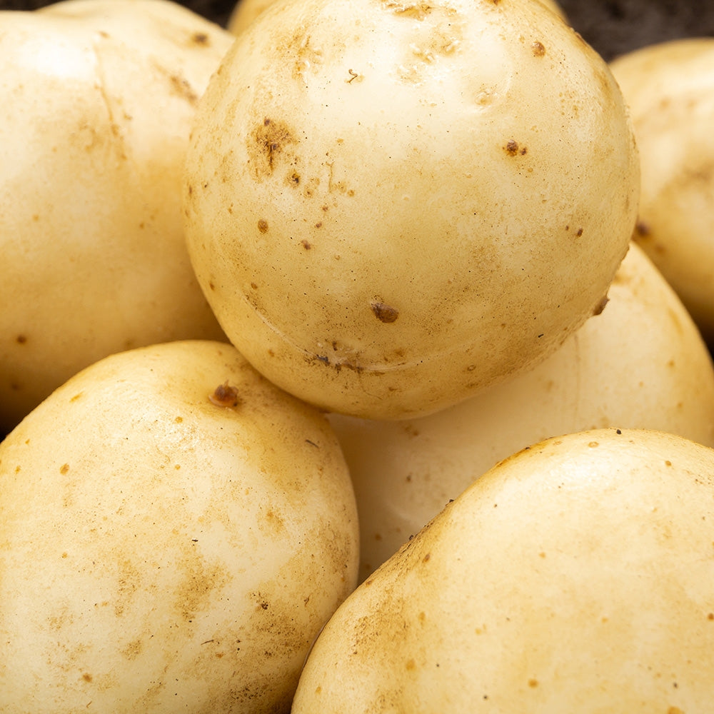 Pentland Javelin Seed Potatoes