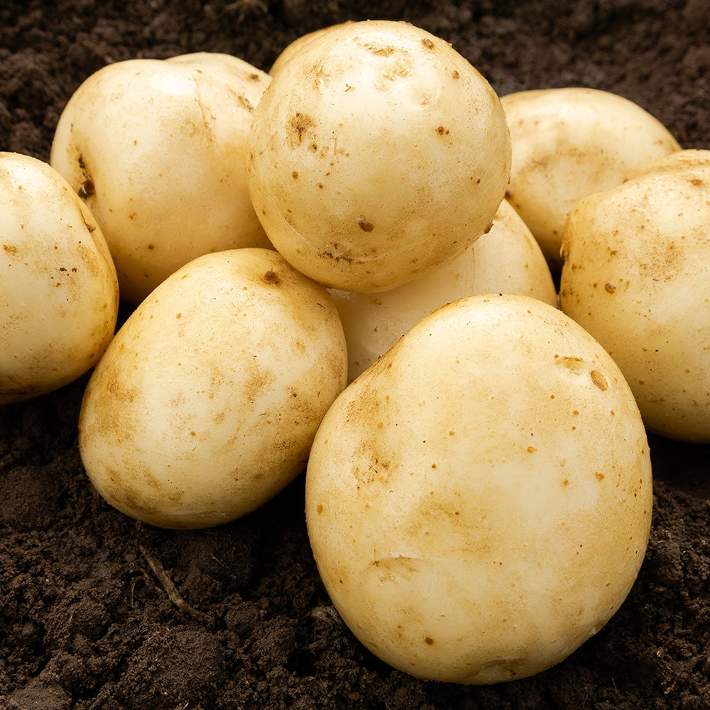 Pentland Javelin (2kg - Approx. 20-25 Tubers) Christmas Harvest Seed Potatoes