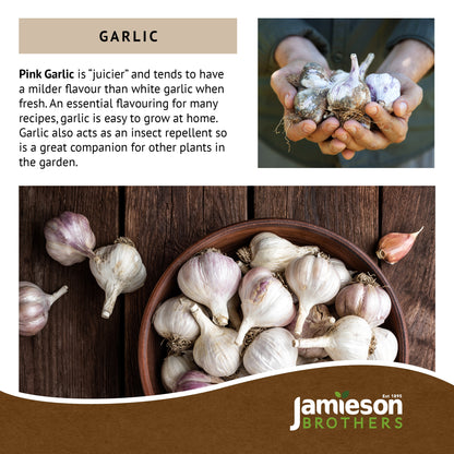 Pink Garlic Bulbs - 4pcs