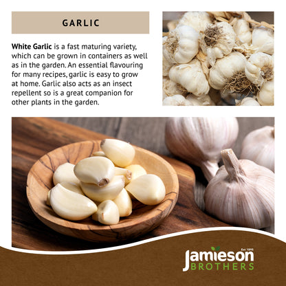 Autumn White Garlic Bulbs - 4pcs