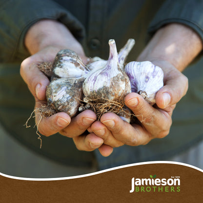 Pink Garlic Bulbs - 4pcs